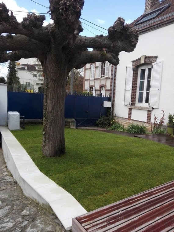 Arbre taillé en têtard