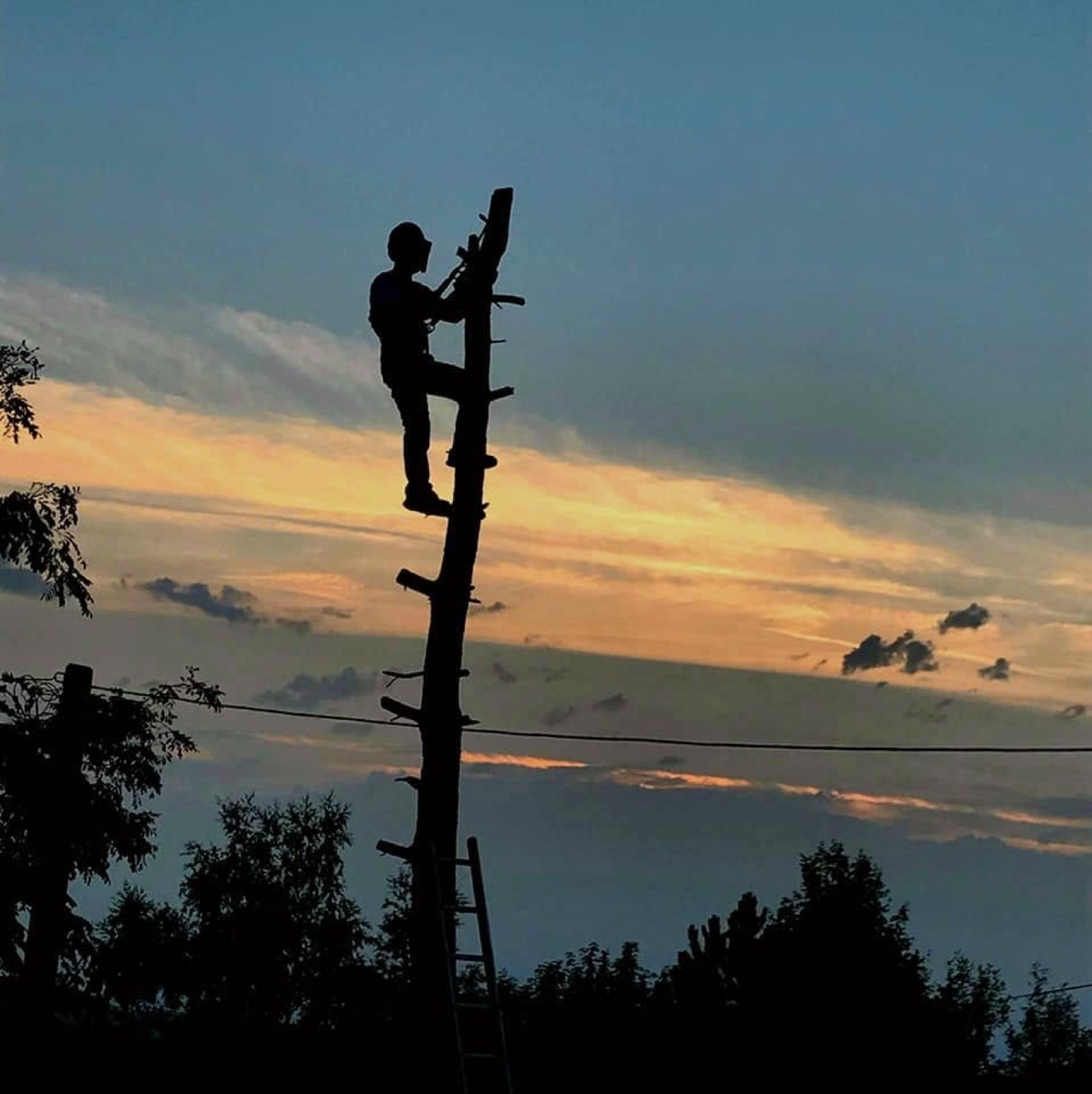 Élagueur grimpé dans un arbre au coucher du soleil