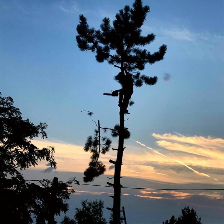 Élagueur en haut d'un arbre au crépuscule